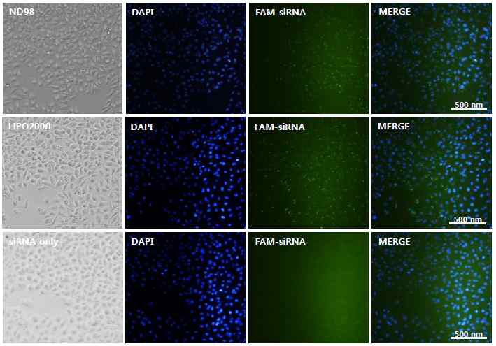 ND98 유도체를 이용한 형광물질(FAM)로 표지된 siRNA 전달 이미징 분석