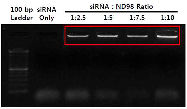 리피도이드 유도체(ND98)와 siRNA의 복합체 형성 확인(전기영동분석).