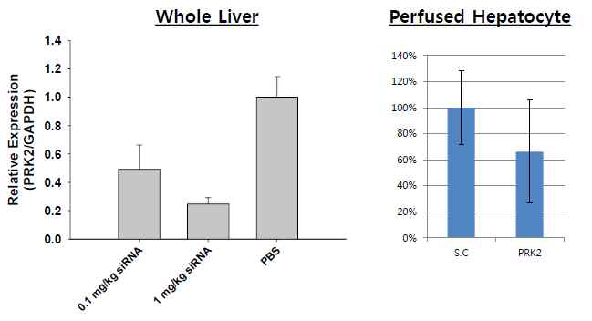ND98에 탑재된 PRK2 siRNA 마우스 정 맥 투여 후 2일 째 측정된 PRK2 발현 정량적 분석. (좌측) 전체 간 조직 내 PRK2 발현. (우측) 관류 방식으로 분리된 간세포 내 PRK2 발현.