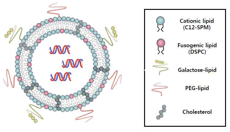 간세포로의 특이적, 효율적 siRNA 전달을 위한 C12-SPM 유도체 개량(간세포 표면의 수용체 에 결합할 수 있는 galactose 당쇄를 C12-SPM 리 포좀 제형에 도입함).