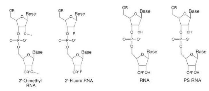 siRNA의 안정성(stability) 향상과 면역반응유도를 억제하기 위한 수식구조.