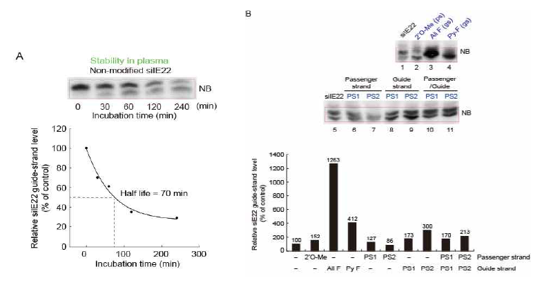(A) 50% 혈청에서 siIE22의 안정성 분석. (B) 수식 화 된 siRNA선별을 위한 50% 혈청에서의 안정성 분석