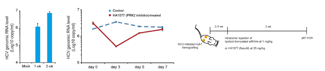 Xenograft model에서 바이러스가 안정적으로 혈청 내에 유지됨을 확인 함(그림 D 좌측), PRK2 활성억제제인 HA1077(fasudil)을 투여하여 항바이러스 효능을 분석(그림 D 우측)