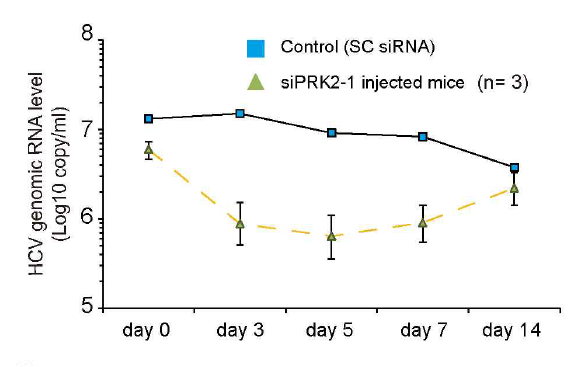 Xenograft model에서의 siPRK2-1의 항바이 러스 효능을 분석.