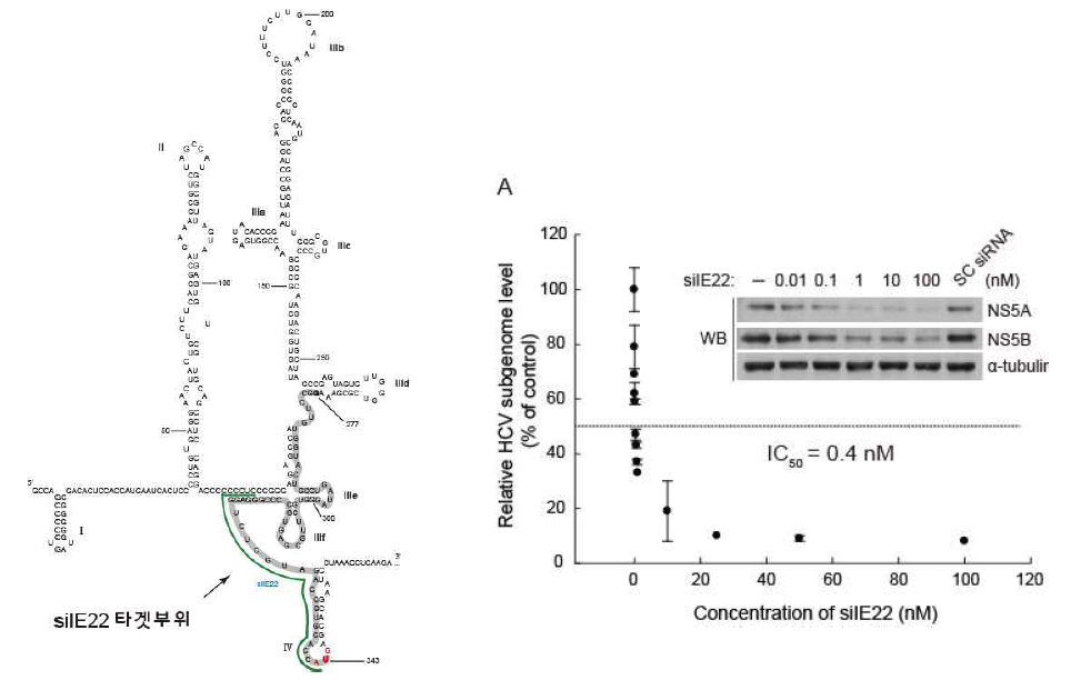 (좌측) HCV IRES 구조 및 염기서열. 표시된 부분은 siIE22의 타게팅 부분.(우측) HCV IRES 타겟팅 siRNA siIE22의 IC50 결정