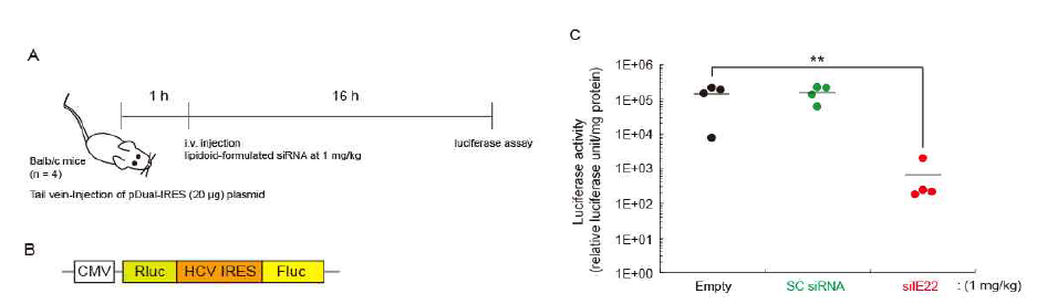(A 와 B) 마우스 in vivo 모델에서 HCV IRES 타겟팅 siRNA의 항바이러스 효과를 보기위한 타임 테이블과 HCV IRES 타겟팅 siRNA의 항바이러스 효과를 마우스 in vivo 모델에서 분석하기 위한 dual luciferase reporter 구조. (C) 마우스 간에 전달된 siIE22에 의한 리포터 유전자 발현 억제 효과 분석 결과.