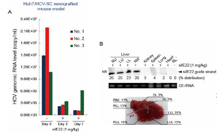 (A) Xenograft model에서 수식 화 된 siIE22의 항바이러스 효능 평가. (B) Xenograft model에서 ND98/liposome으로 싸여진 siRNA가 대부분 간에 가있음을 확 인.