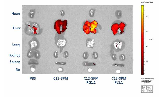 형광물질로 표지된 siRNA를 포함 한 리피도이드(C12-SPM) 제형의 정맥 투여 후 조직별 형광 분포 LIVE 이미징 분석(투여 후 2시간에 측정).