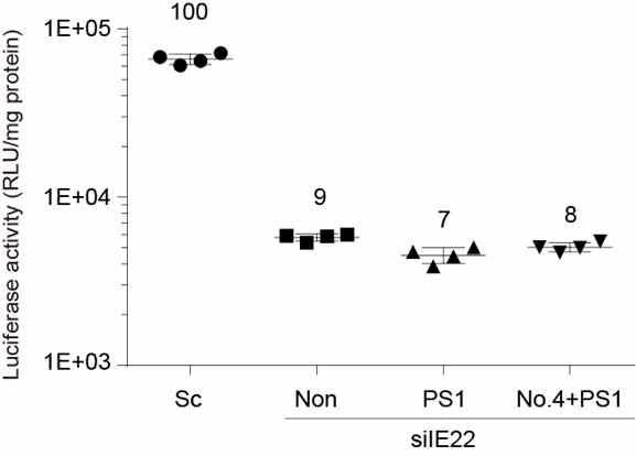 HCV IRES를 지닌 reporter를 마우스 간에 전달한 후 siIE22(No.26) iposome 제형을 1 mg/kg 용량으로 정맥주사 하고 16시간 뒤 전달된 siRNA의 리포터 유전자 발현 억제 효과를 uciferase assay로 분석 함.