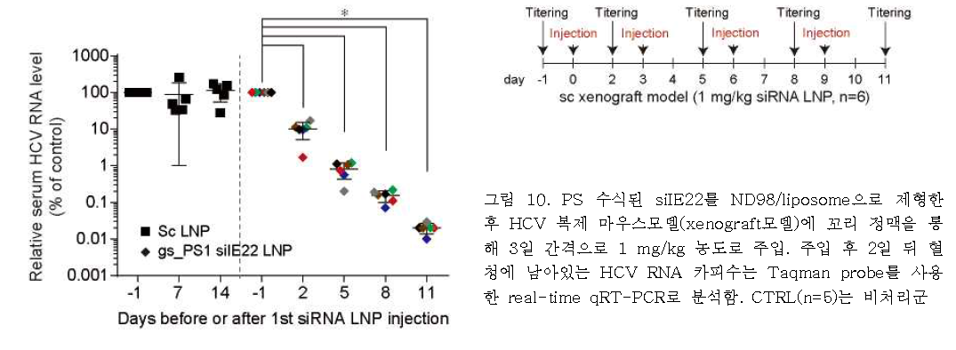 PS 수식된 siIE22를 ND98/liposome으로 제형한 후 HCV 복제 마우스모델(xenograft모델)에 꼬리 정맥을 통 해 3일 간격으로 1 mg/kg 농도로 주입. 주입 후 2일 뒤 혈 청에 남아있는 HCV RNA 카피수는 Taqman probe를 사용 한 real-time qRT-PCR로 분석함. CTRL(n=5)는 비처리군