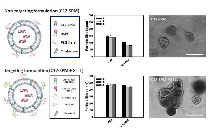 간세포 표면 수용체에 결합 할 수 있는 당쇄 리간드로 수식된 리 피도이드(C12-SPM) 제형의 모식도 및 크기/형태를 분석하기 위한 DLS, TEM 분석.