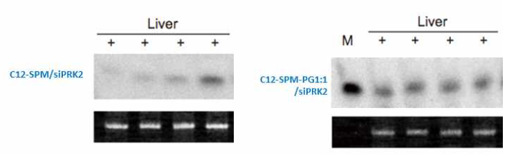 Galactose 당쇄로 수식된 리피도이드(C12-SPM-PG) 제형을 이용한 PRK2 siRNA 전달 후 간 조직 내 siRNA 의 존재를 검증하기 위한 northern blot 분석(당쇄로 수식되지 않은 C12-SPM 제형과 비교).