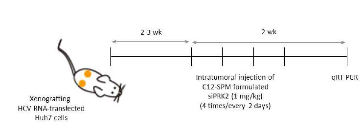 HCV xenograft 마우스 모델에 C12-SPM 기반 리피도이드-PRK2 siRNA 제형을 주입하는 프로토콜.