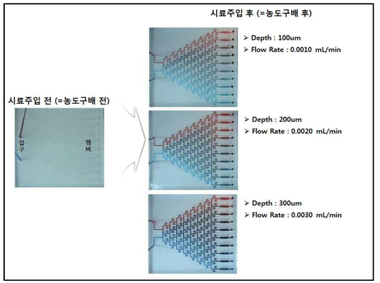 미소유체회로 1차원 농도구배 PDMS 칩 (2차 A) 농도구배 결과 사진