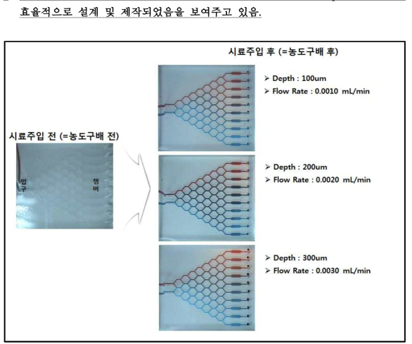 미소유체회로 1차원 농도구배 PDMS 칩 (2차 B) 농도구배 결과