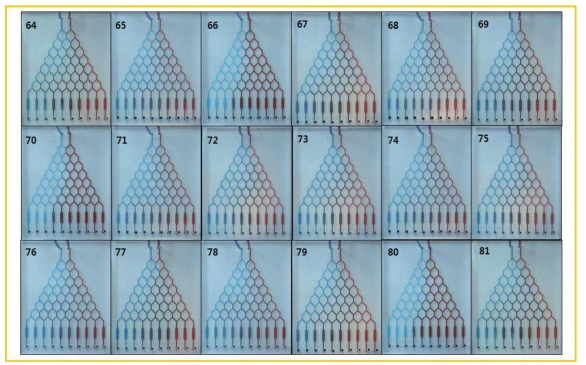 미소유체회로 1차원 농도구배 칩의 접합력 결과 (64 ~ 81)