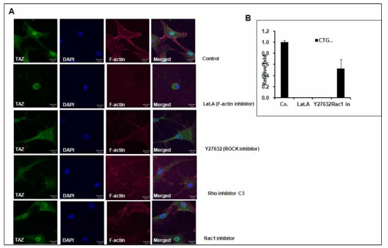 나노구조상에서 Extracellular matrix를 통한 Rac, Rho, Cdc42 인자들의 활성과 TAZ의 세포내 분포의 연관 관계에 대한 세포 신호의 inhibition 연구