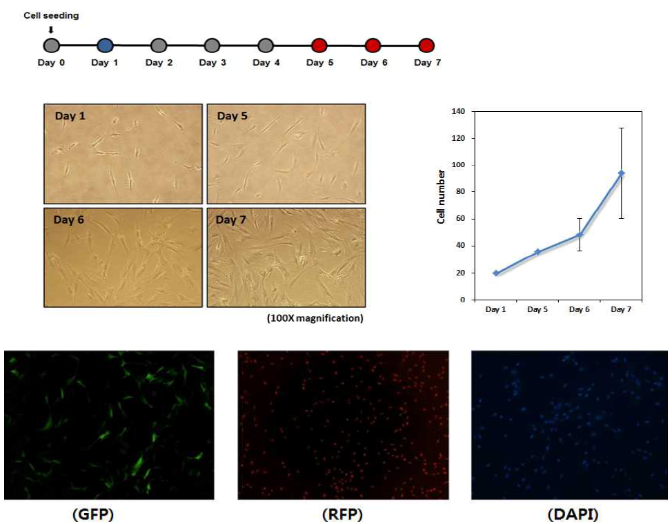 세포배양 및 형광측정