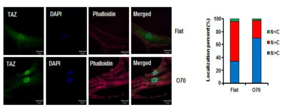 O70 나노 구조에서 현저히 증가된 TAZ의 핵내 분포