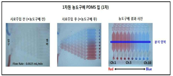 미소유체회로 1차원 농도구배 PDMS 칩 (1차) 농도구배 결과 사진