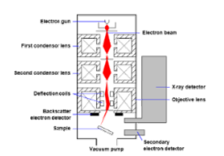 주사전자현미경 내부 모식도