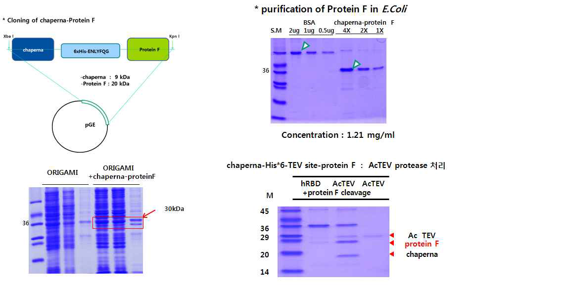 대장균에서의 Protein F의 수용성 발현 및 분리