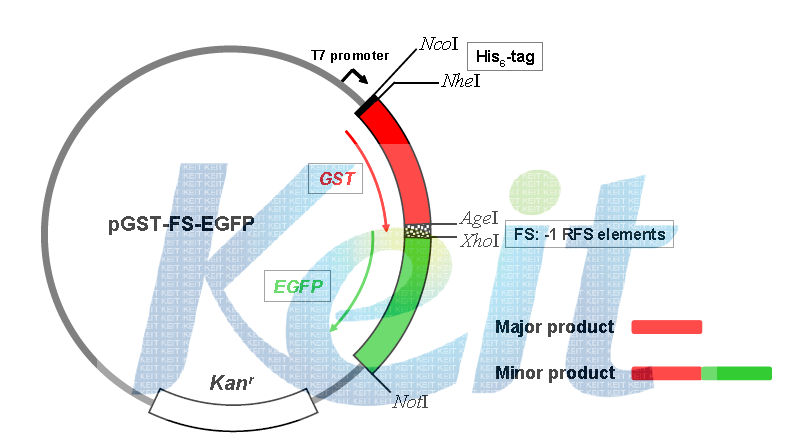 Expression vector pGST-EGFP-FS1의 개략도