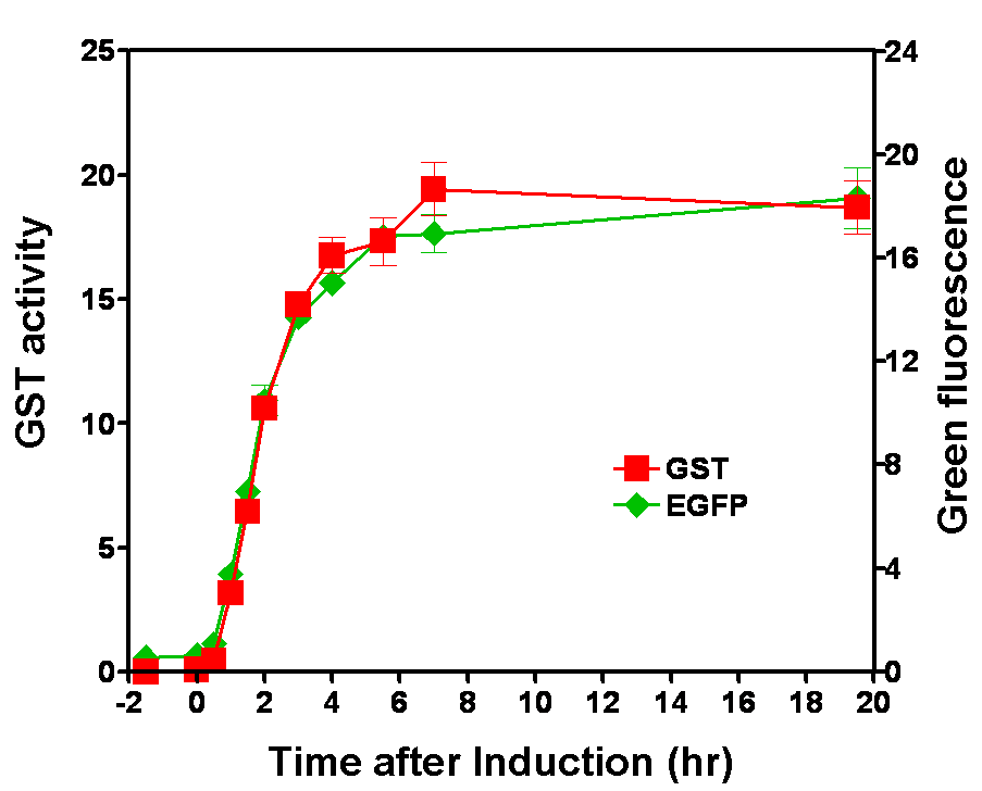 pGST-FS4-EGFP vector로 형질전환된 E.coli BL21(DE3)에서 발현되는 GST 단백질의 활성과 EGFP 단백질의 녹색형광의 시간에 따른 변화