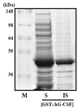 GST 를 융합파트너로 활용한 hG-CSF 의 융합 발현