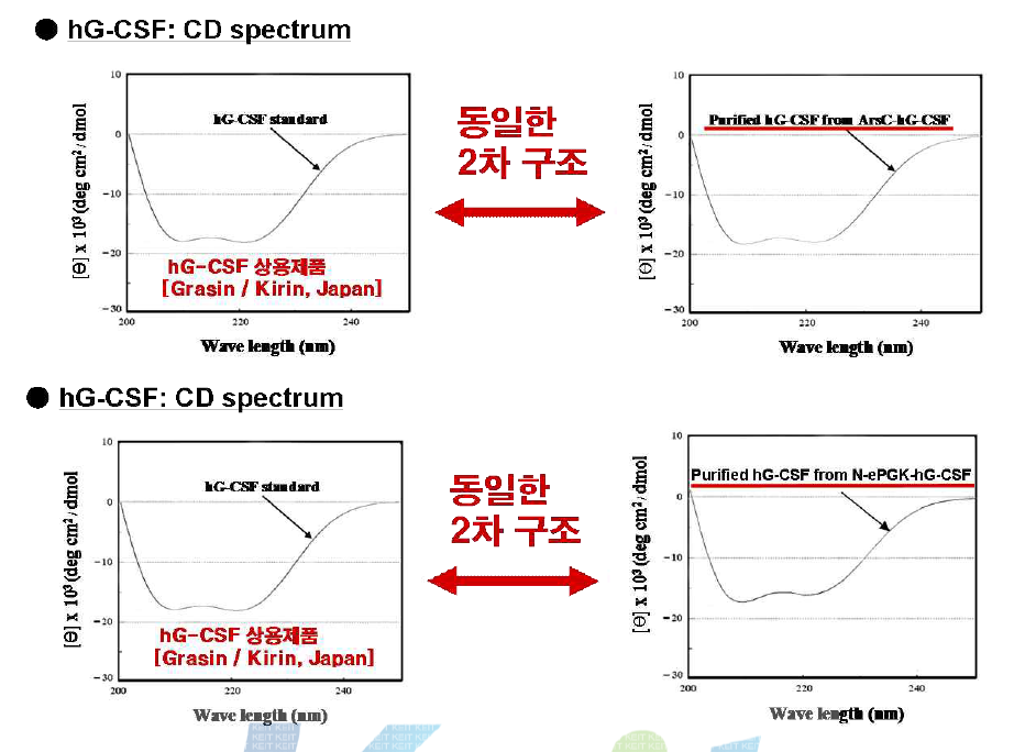 ArsC, Pgk에 의한 hG-CSF의 2차구조 분석