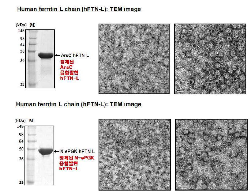 ArsC, Pgk에 의해 생산된 human ferritin L의 activity test