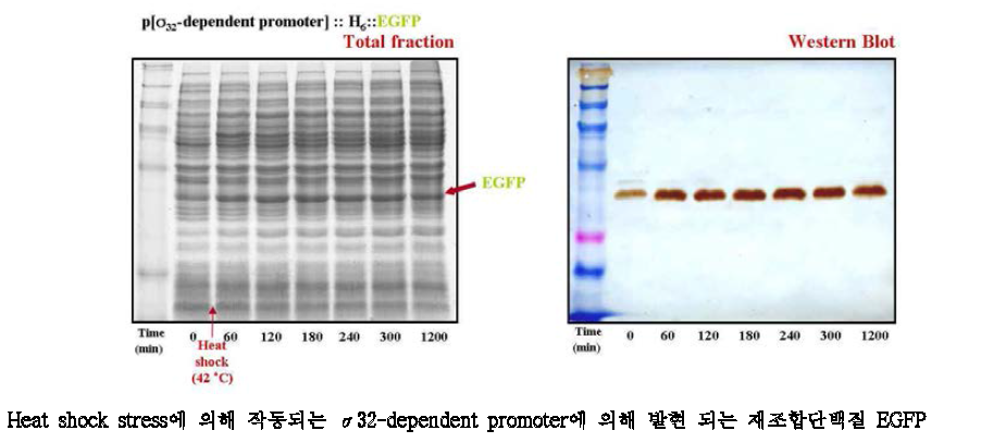 열에 의한 스트레스에 반응하는 sigma 32-dependent promoter 의 작용 확인