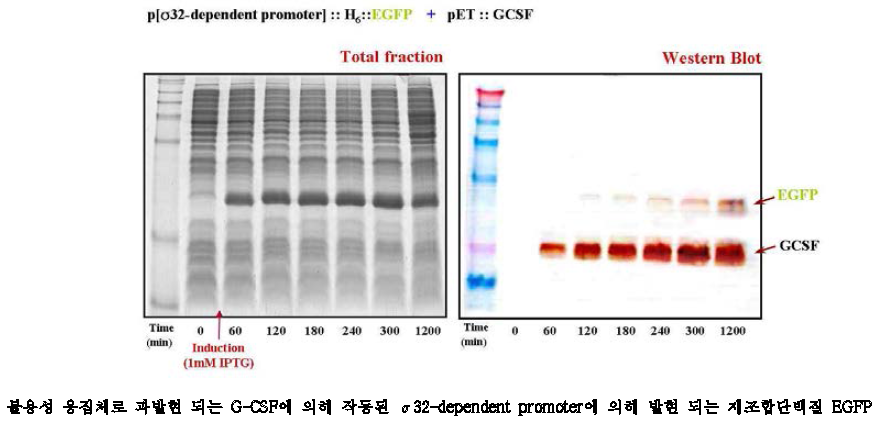 불용성응집체에 의한 스트레스에 반응하는 sigma 32 -dependent promoter의 작용확인