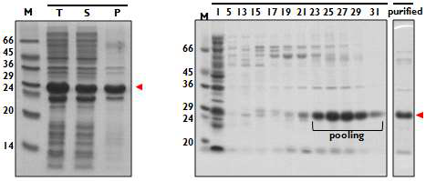 hRBD - 6xhis - tev site(Gx) - BMP2의 expression & purification