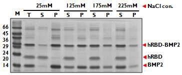 NaCl 처리 후 절단된 BMP2의 solubility test