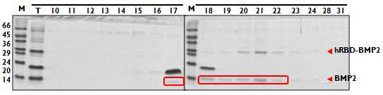 Heparin column을 이용한 BMP2의 purification