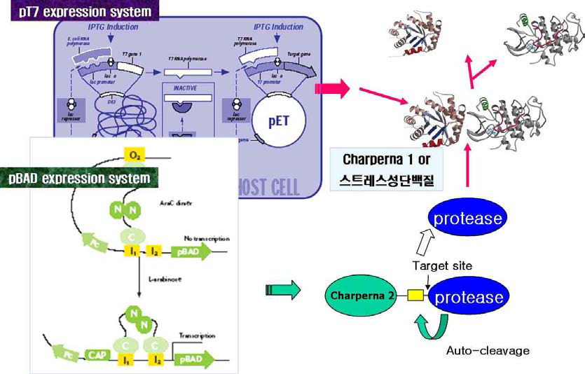 Auto-cleavage를 통한 specific protease를 응용한 intracellular cleavage system