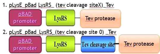 intracellular cleavage system관련 pBAD promoter construct