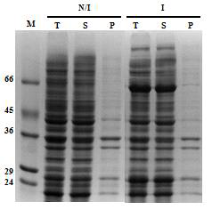 pBAD - LysRS - tev site - TEV protease (Kan+)의 expression