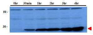 pBAD - LysRS - tev site - TEV protease (Kan+)의 soluble fraction의 시간별 발현량