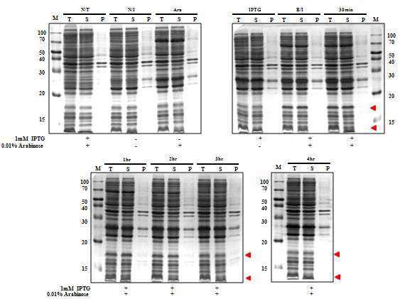 pBAD - LysRS - tev site - TEV protease (Kan+)와 T7 - hRBD - 6xhis - tev site - BMP2 (Amp+)의 co-transfomation과 expression