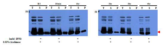 pBAD - LysRS - tev site - TEV protease (Kan+)와 T7 - hRBD - 6xhis - tev site - BMP2 (Amp+)의 expression을 anti-BMP2로 western blot.