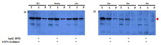 pBAD - LysRS - tev site - TEV protease (Kan+)와 T7 - hRBD - 6xhis - tev site - BMP2 (Amp+)의 expression을 anti-TEV로 western blot