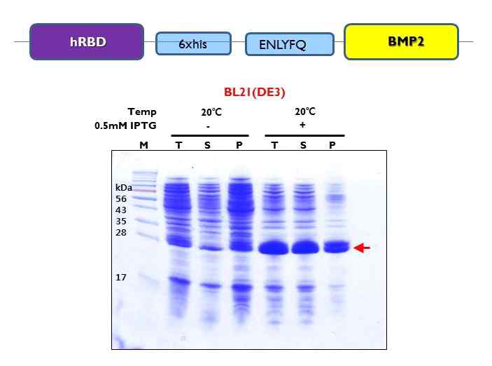 hRBD-BMP2 재조합단백질 발현 분석