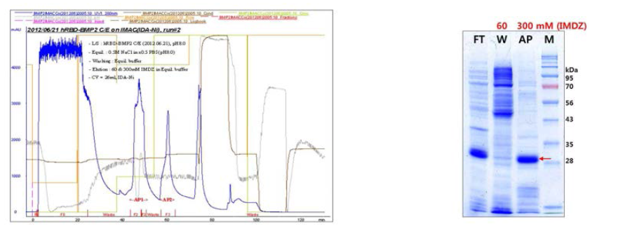 hRBD-BMP2의 IMAC(IDA-Ni) 크로마토그램과 정제 공정시료의 SDS-PAGE 분석