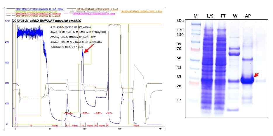 hRBD-BMP2 IMAC(Ni-NTA) 크로마토그램과 정제 공정시료의 SDS-PAGE 분석