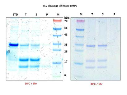 절단된 BMP2의 TEV cleavage 및 solubility test