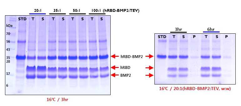 hRBD-BMP2의 TEV cleavage 조건 최적화