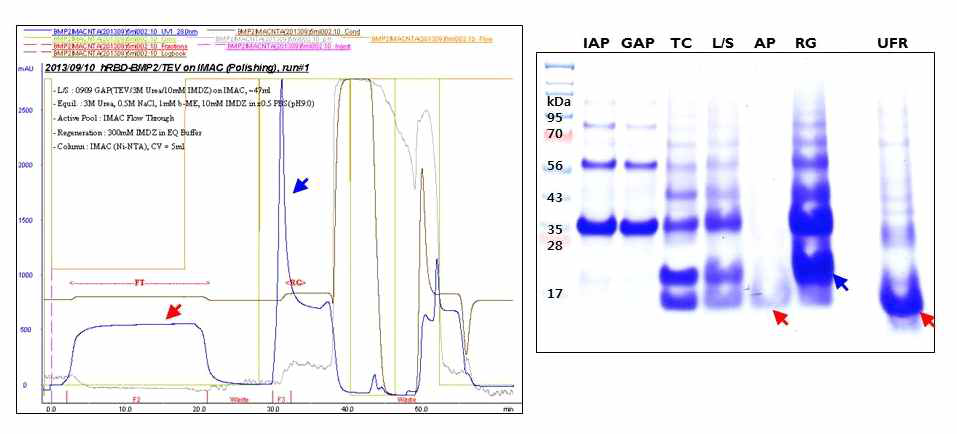 IMAC(Ni-NTA) column을 이용한 BMP2의 정제