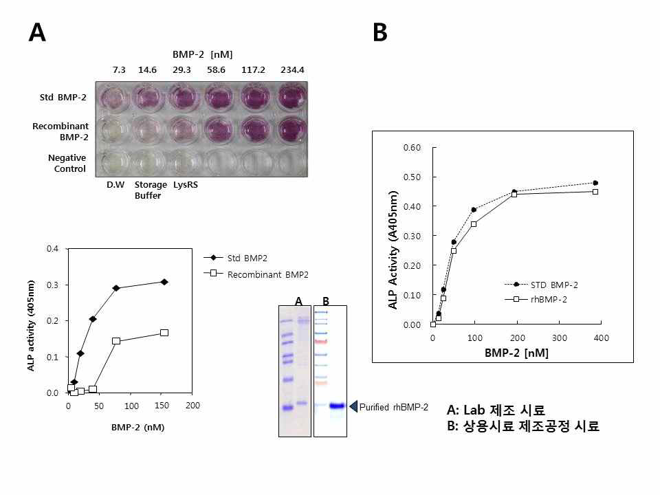BMP2 시료의 활성분석